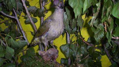 EXPOSICIÓN “LA CAZA Y LA PESCA EN AZUELO