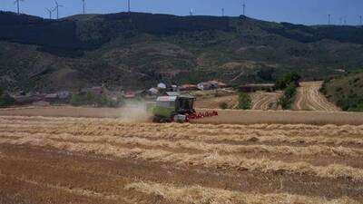 Cosechando en Azuelo