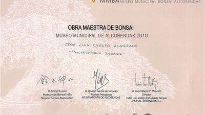 OBRA MAESTRA DE BONSAI