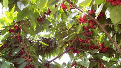 LAS CEREZAS DE BLANCANIEVES