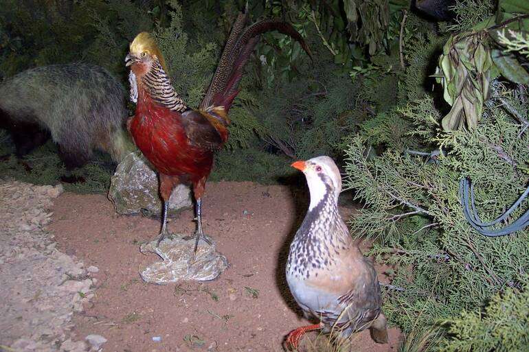 EXPOSICIÓN “LA CAZA Y LA PESCA EN AZUELO