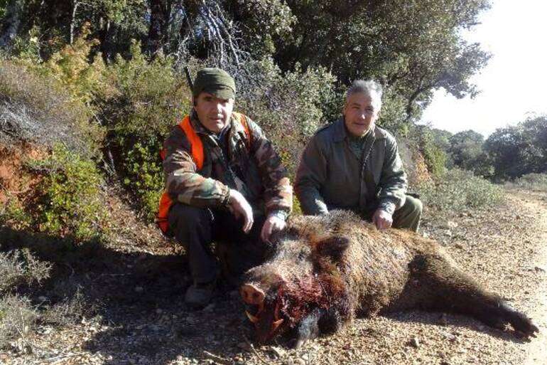 Jabalí cazado en Azuelo